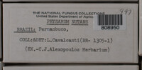 Physarum nutans image